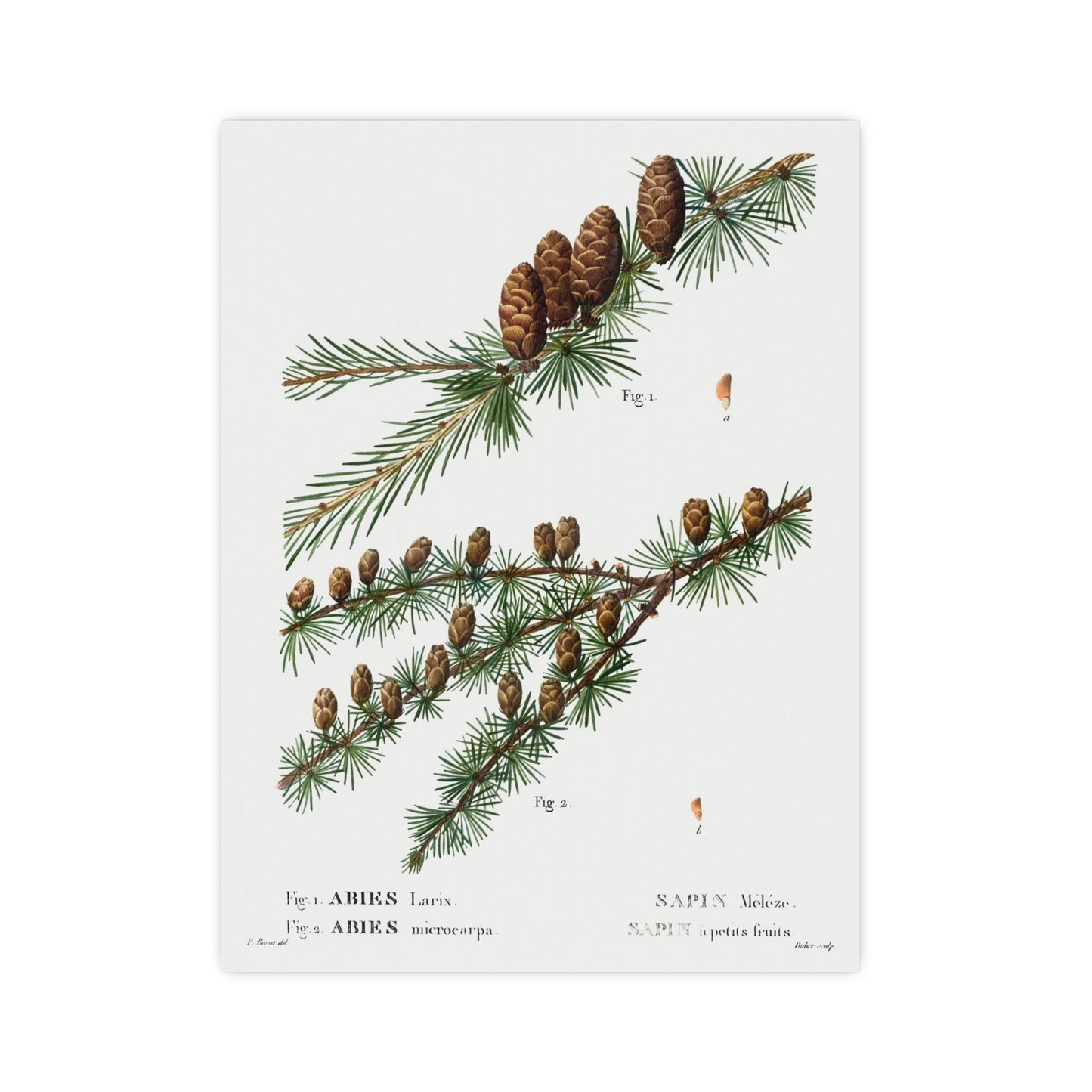 Acorn 1