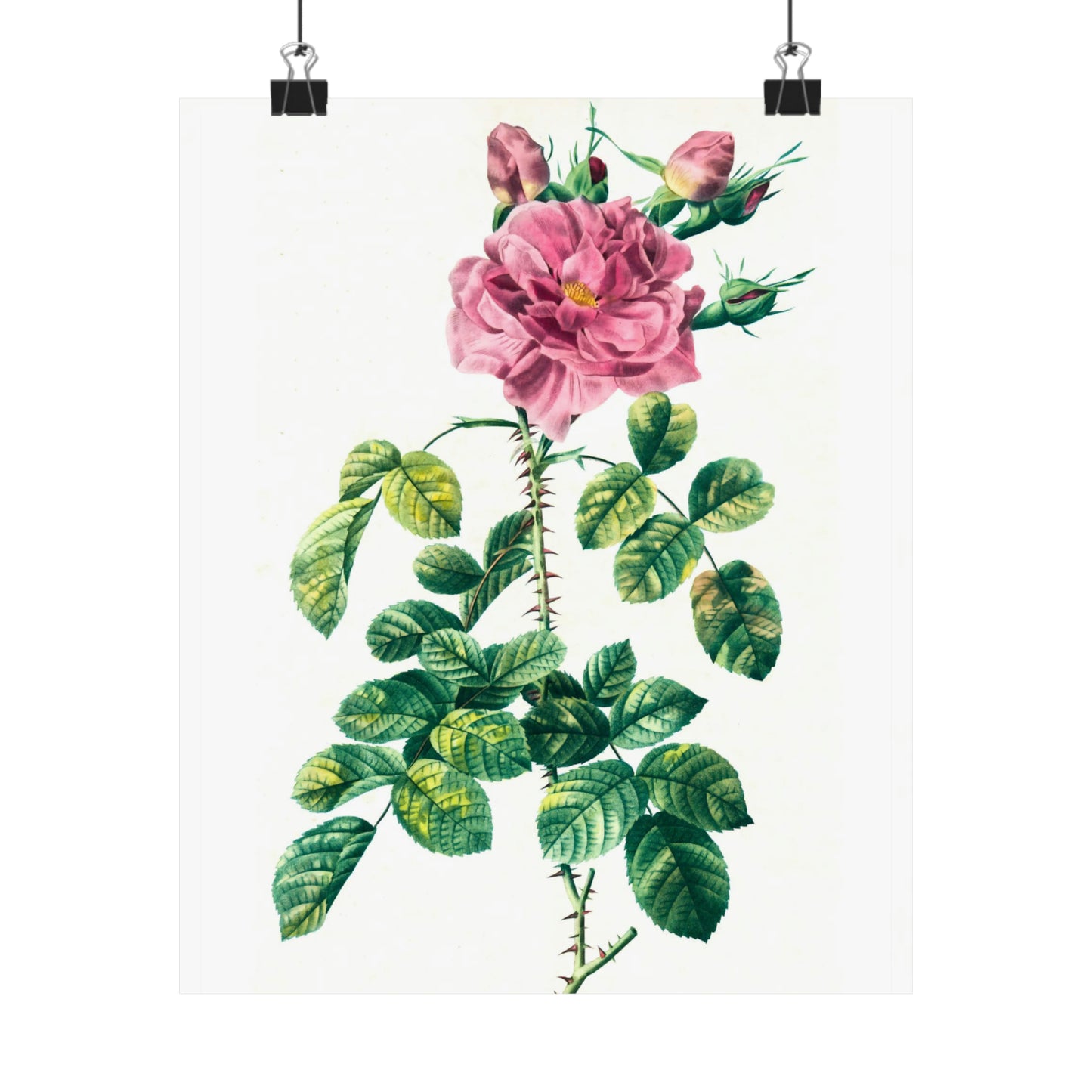 Pink Rose With Rosebuds