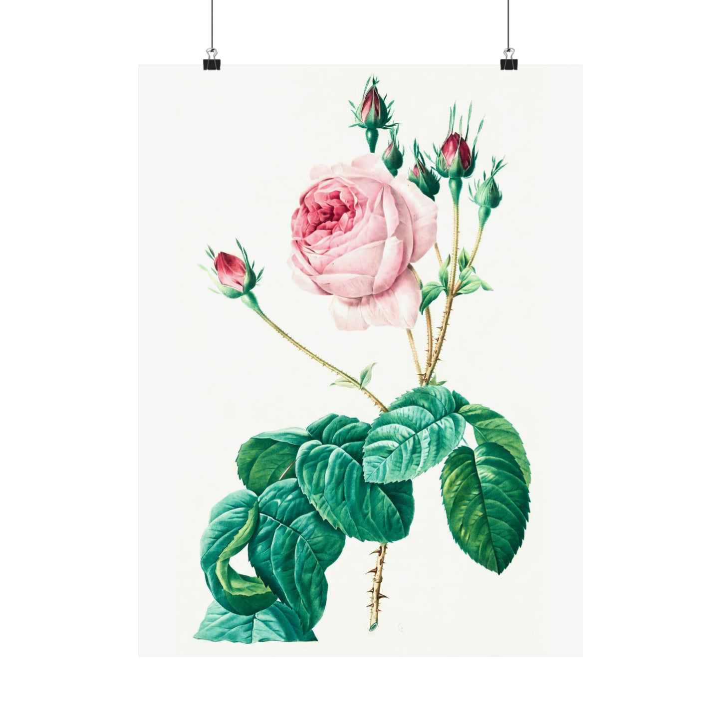 Light Pink Rose with Buds