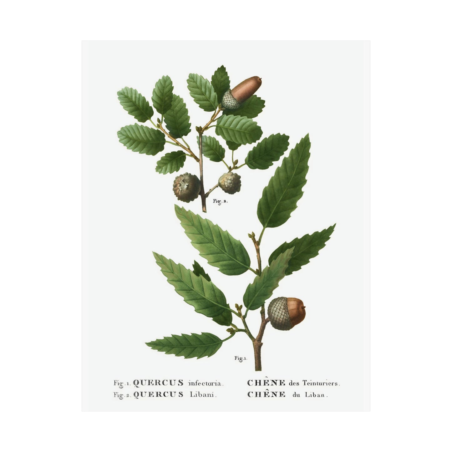 Fall Acorn Wall Art 3