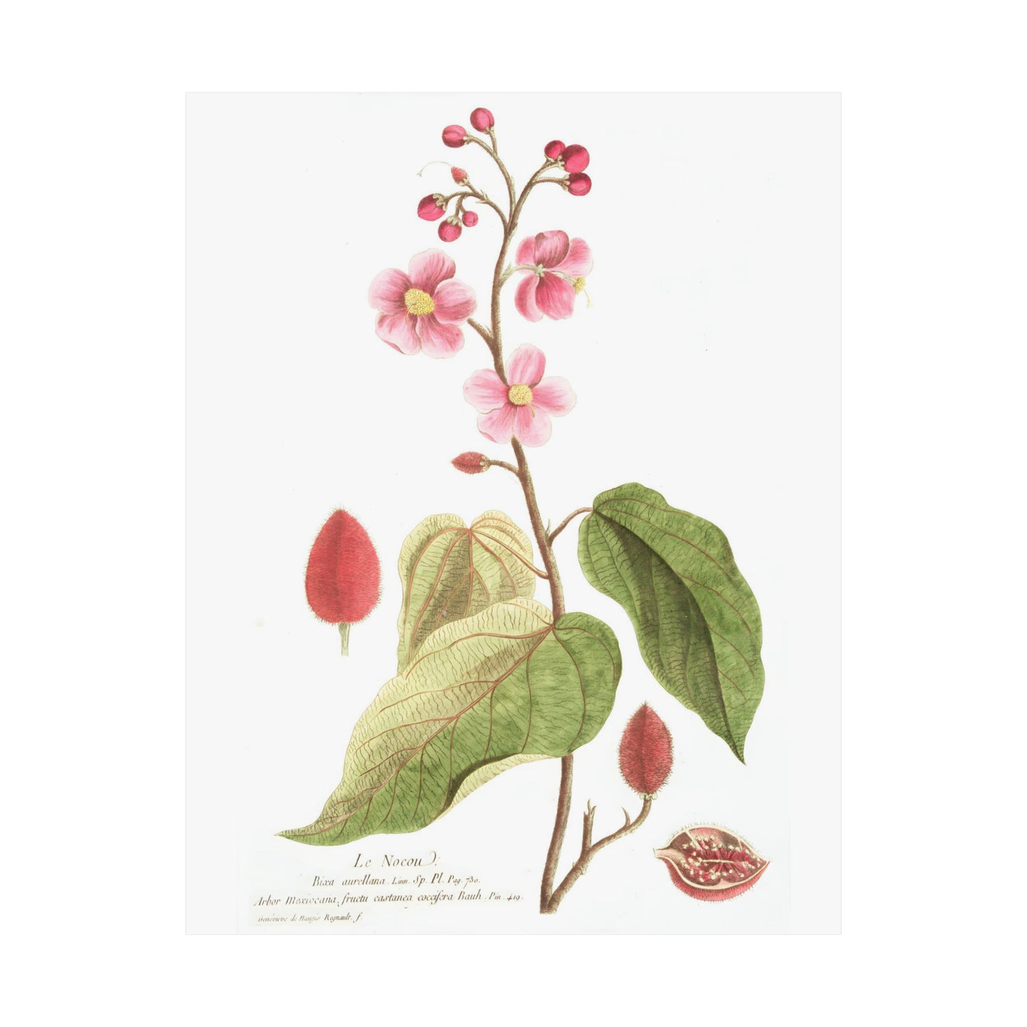 Le Nocou Flower Wall Print