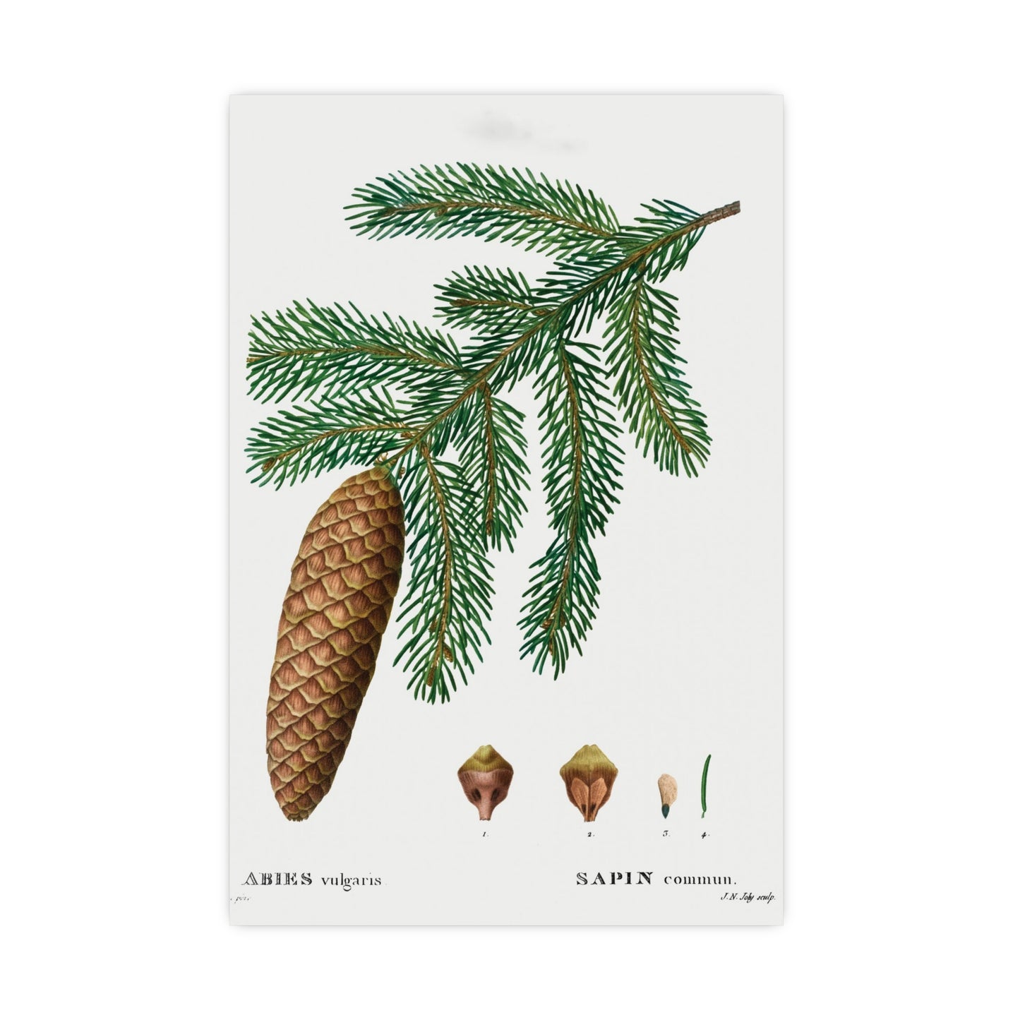 Acorn 3