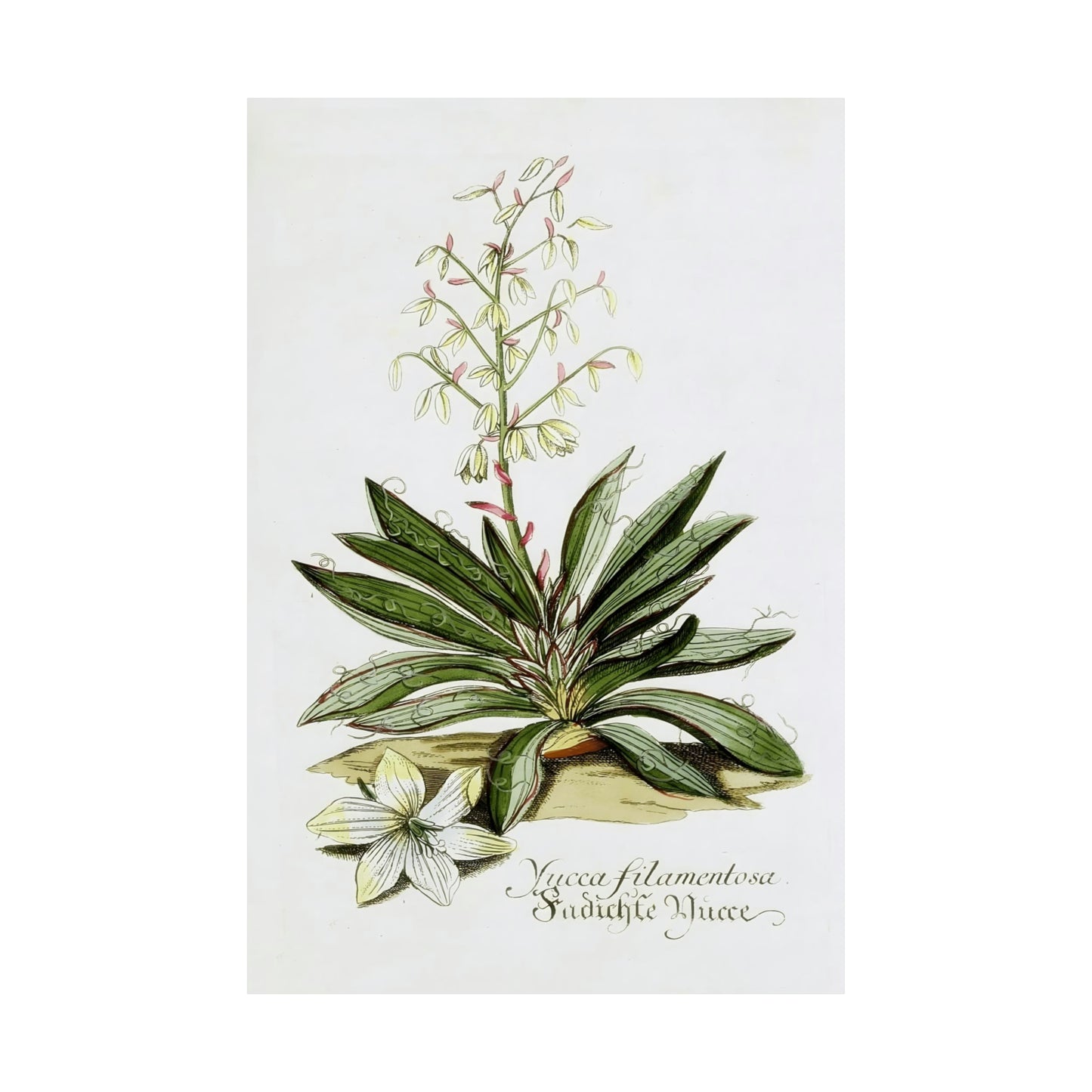 Yucca Filamentosa Flower Wall Print