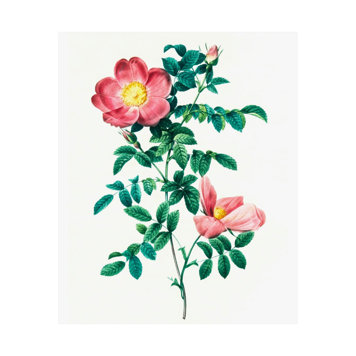 Bright Pink Rose