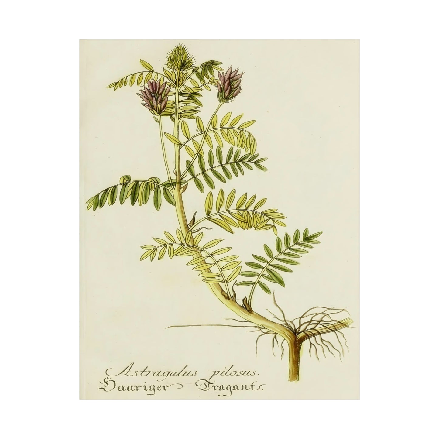 Cotinus Nature Tree Prints