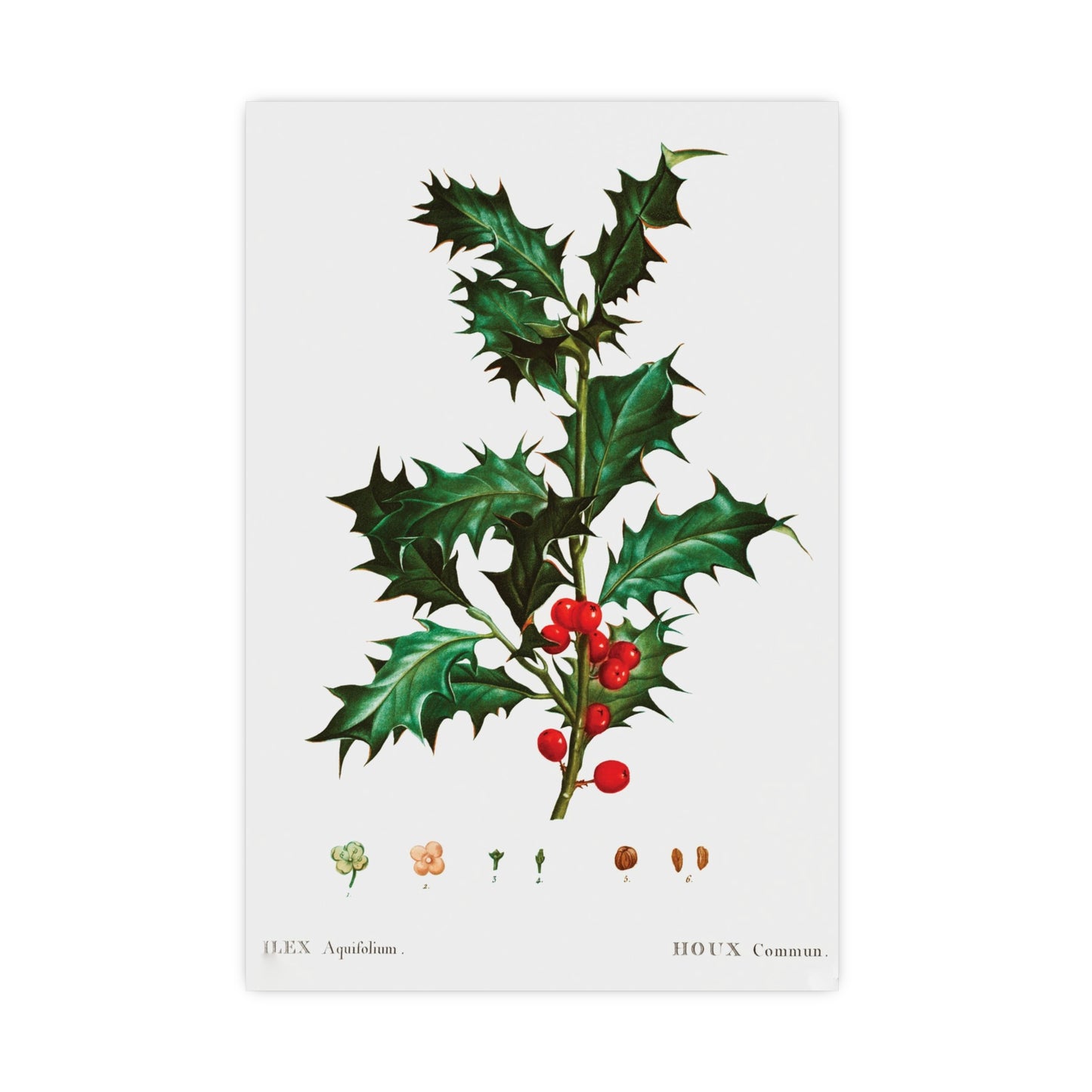 Acorn 10