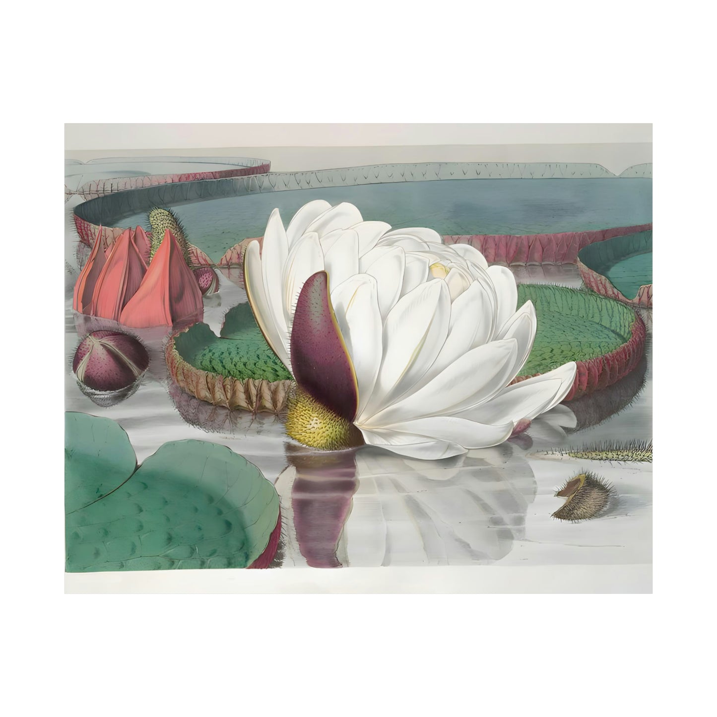 Lilies