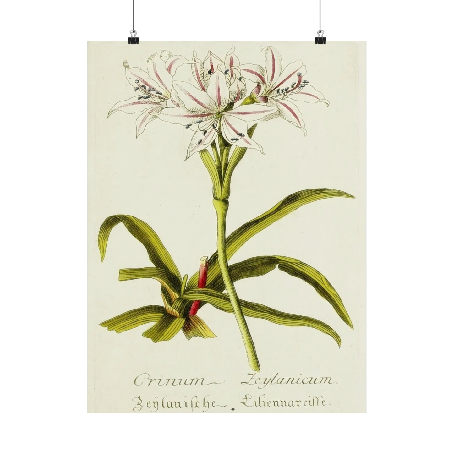 Vintage Crinum Zeylanicum Flower