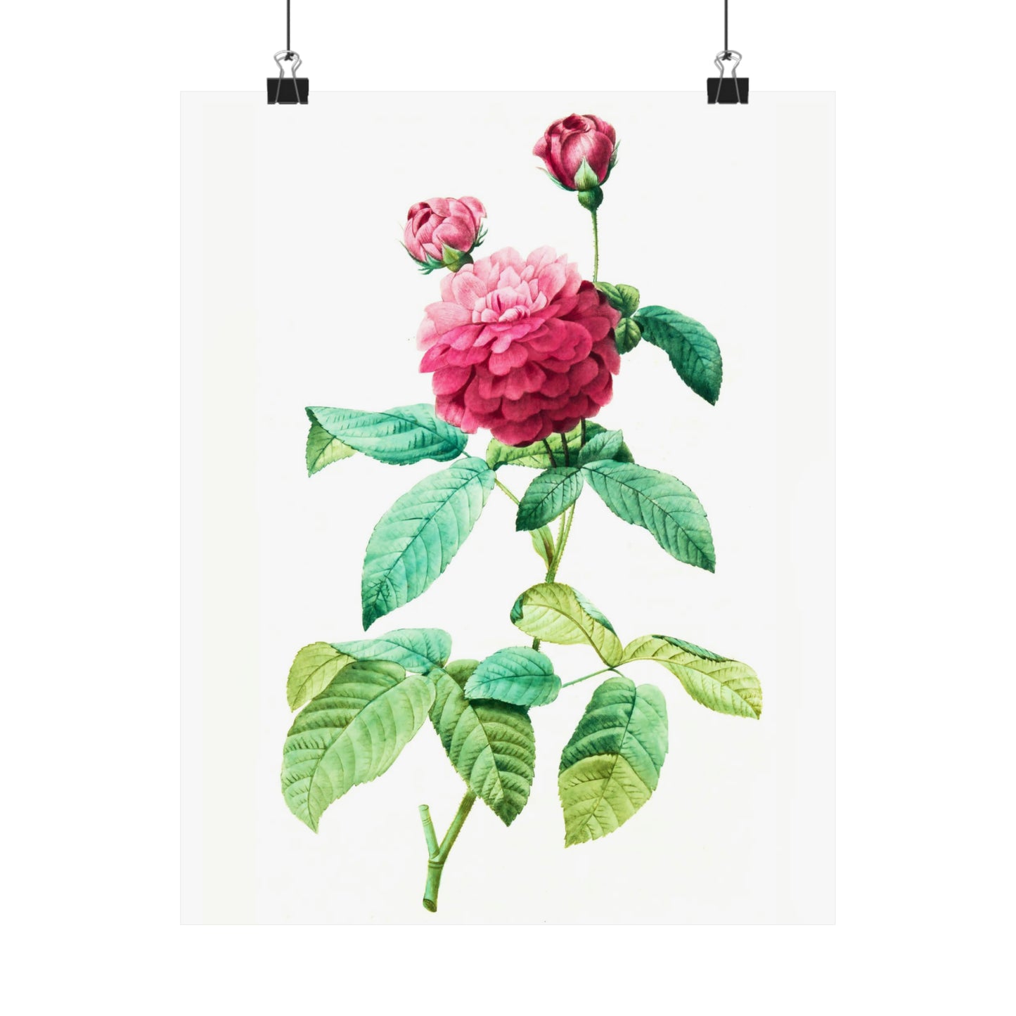 Ombre Pink Rose with Buds