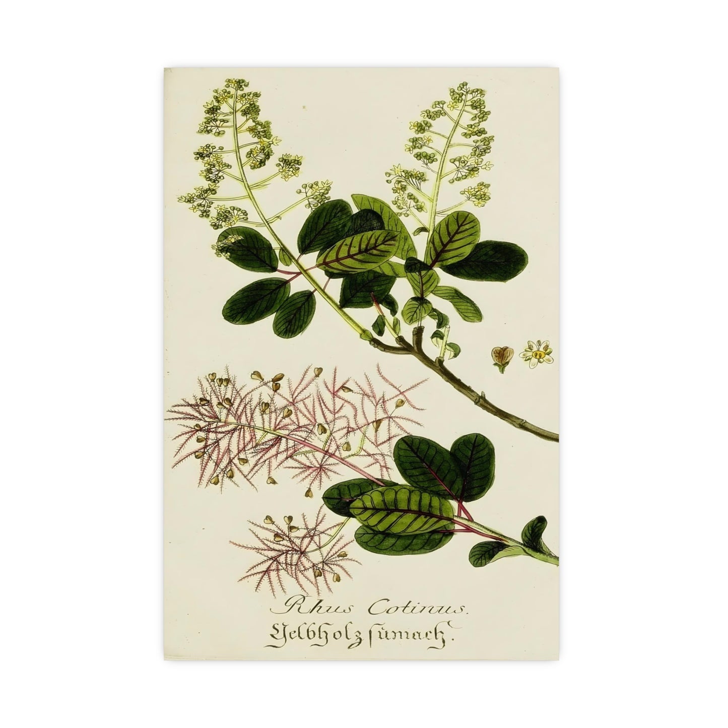 Cotinus Wig Tree Wall Art Prints