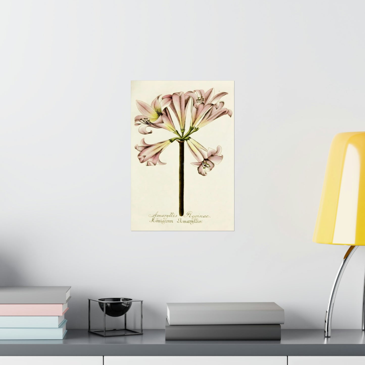 Amaryllis Reginae Flower Wall Print