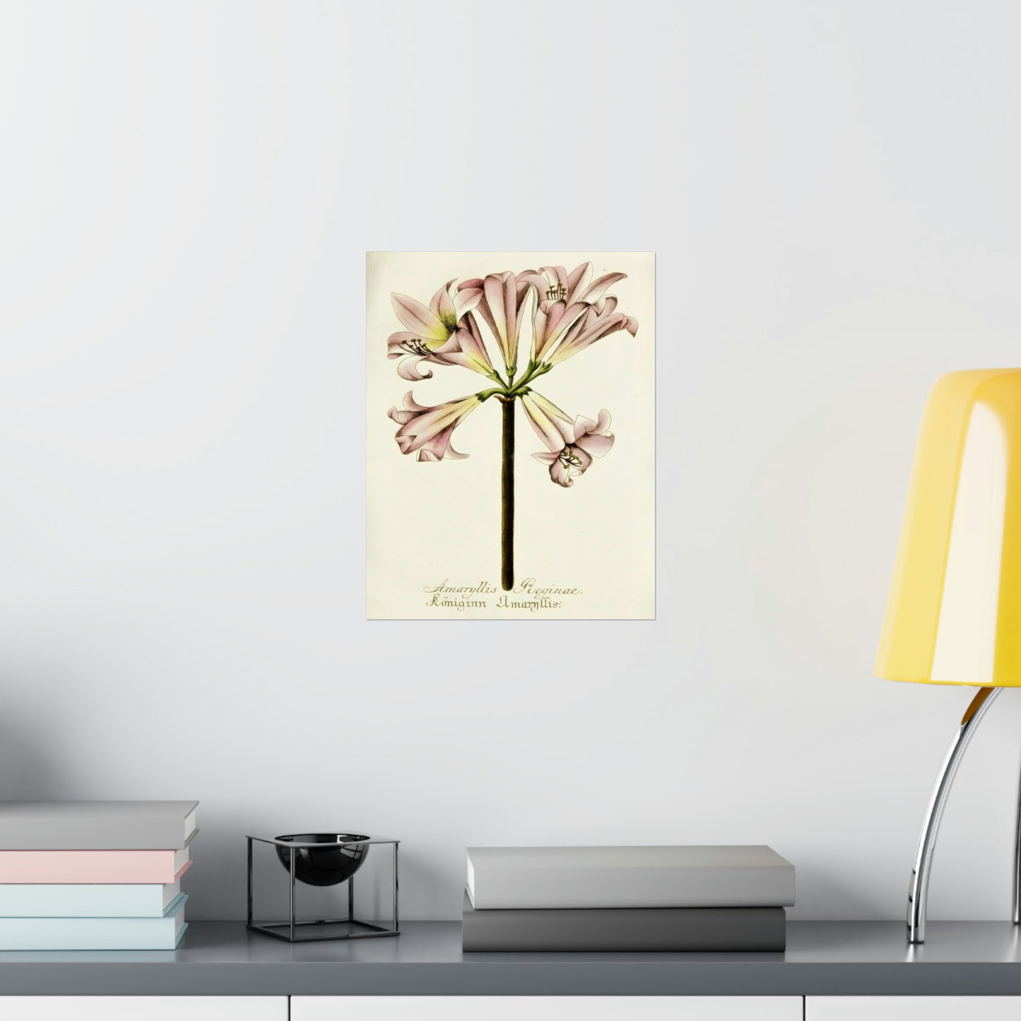 Amaryllis Reginae Flower Wall Print