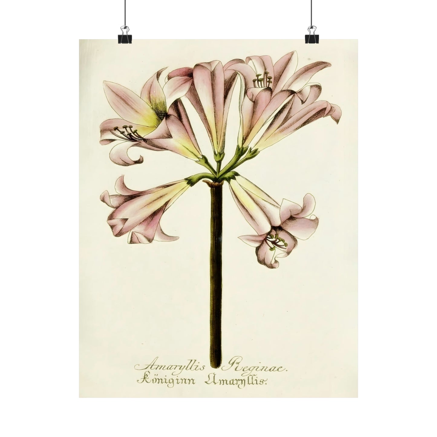 Amaryllis Reginae Flower Wall Print