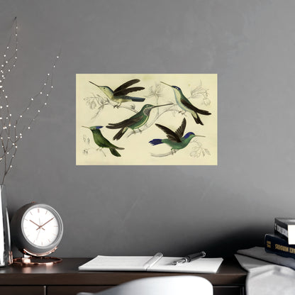 Antique Bird Prints