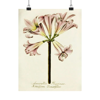 Amaryllis Reginae Flower Wall Print