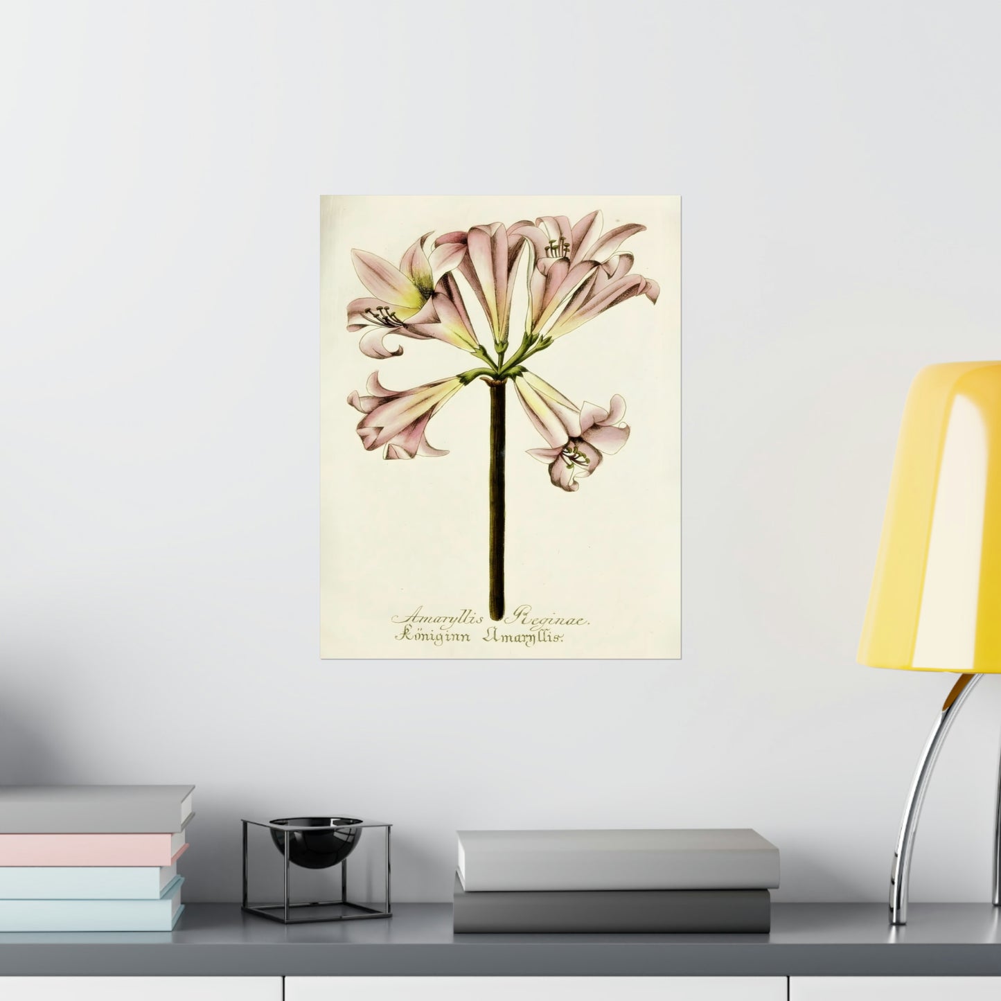 Amaryllis Reginae Flower Wall Print