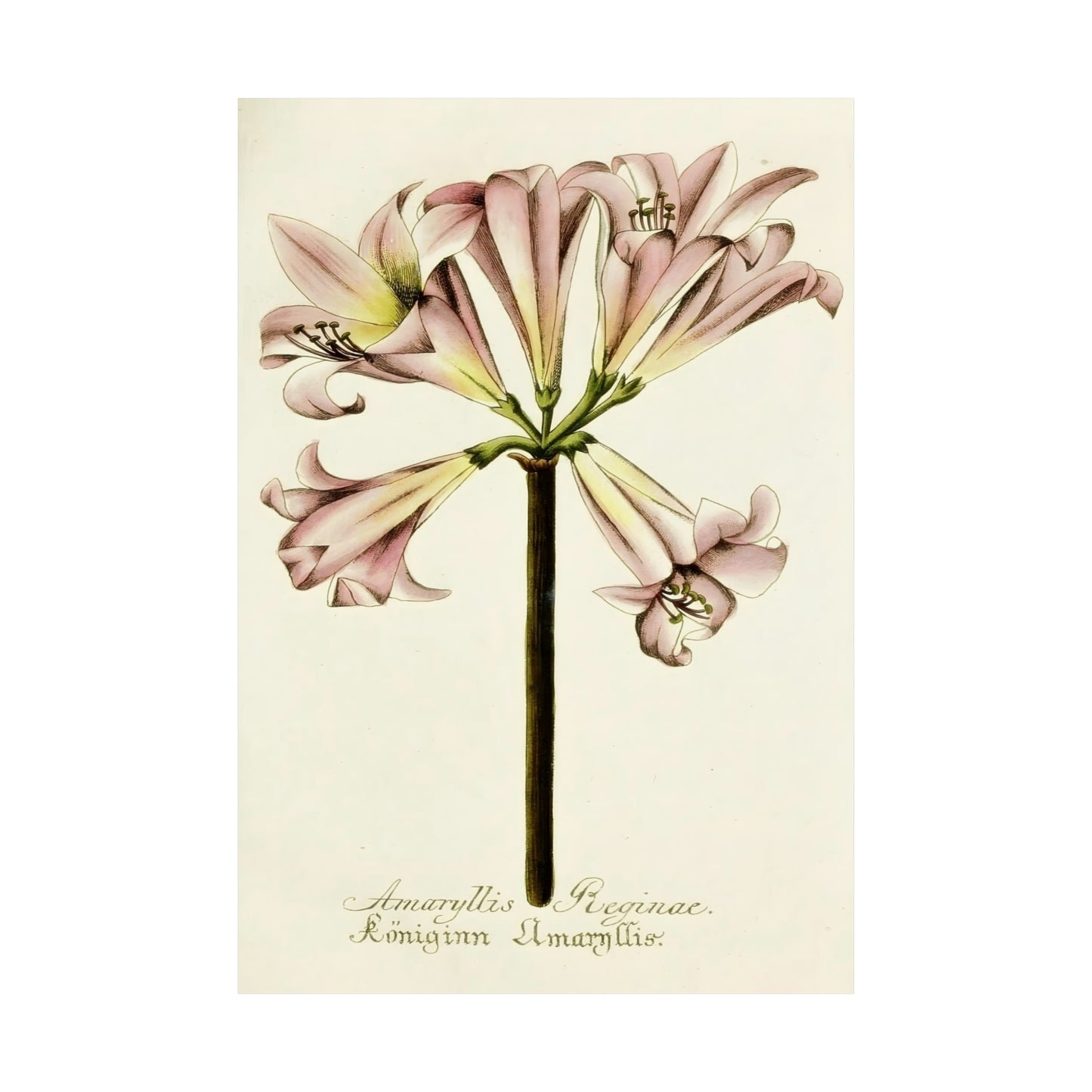 Amaryllis Reginae Flower Wall Print