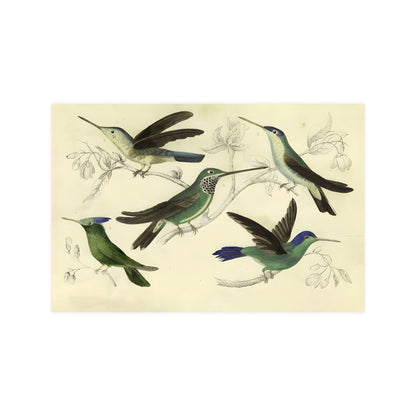 Antique Bird Prints