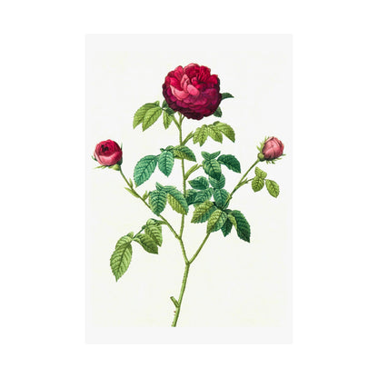 Red Rose With Buds