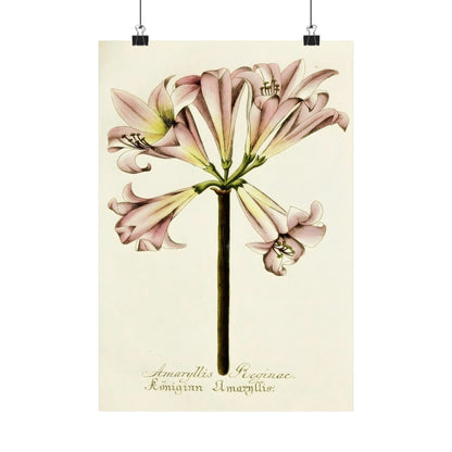 Amaryllis Reginae Flower Wall Print