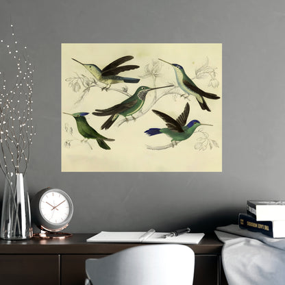 Antique Bird Prints