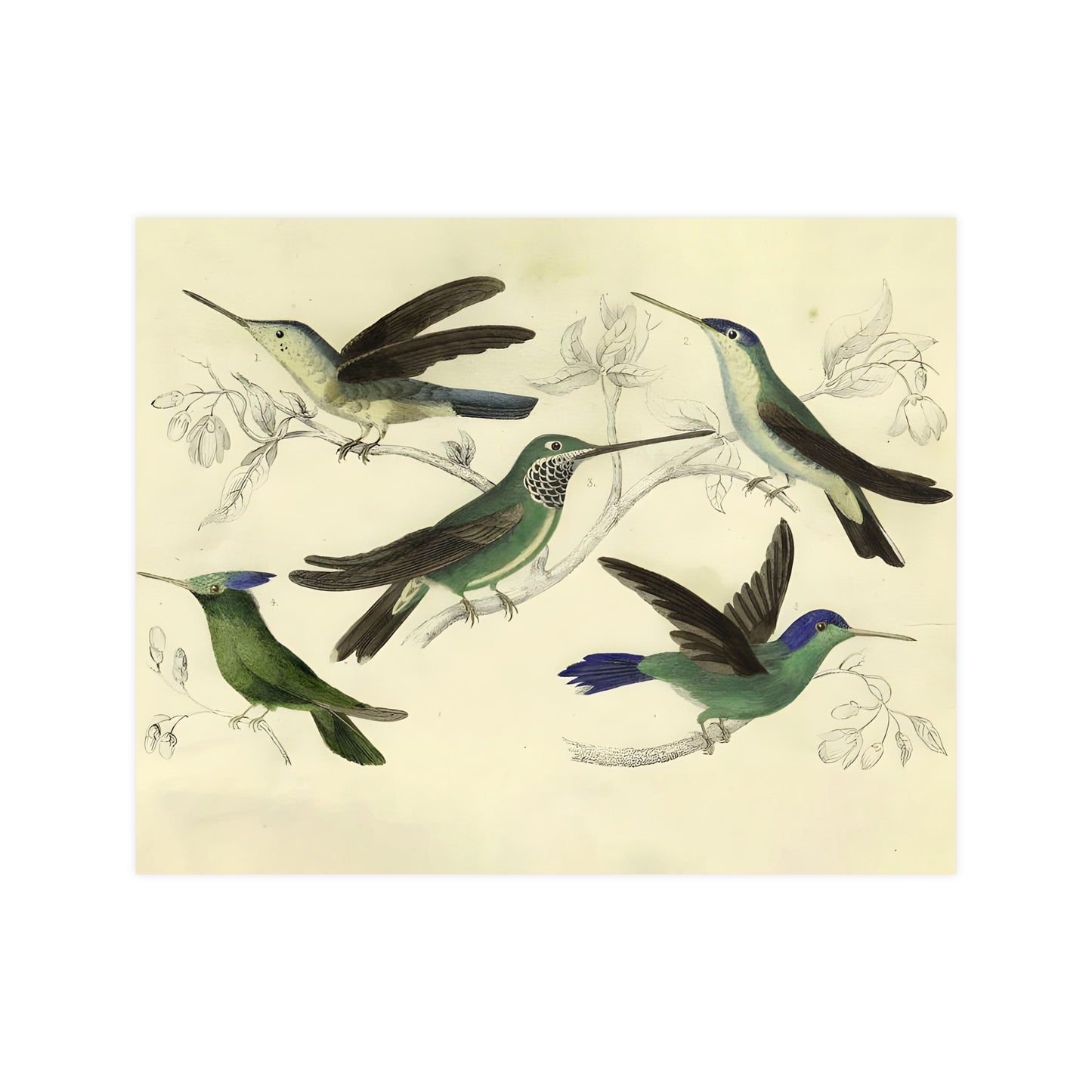 Antique Bird Prints