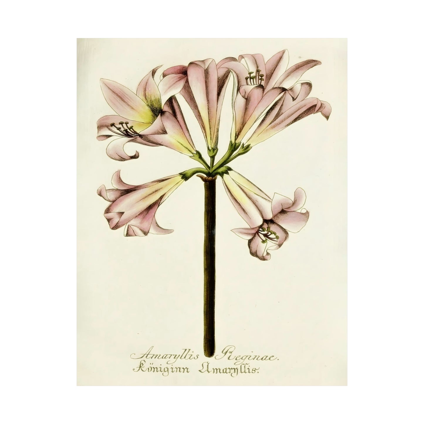 Amaryllis Reginae Flower Wall Print