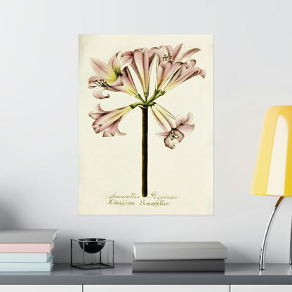 Amaryllis Reginae Flower Wall Print