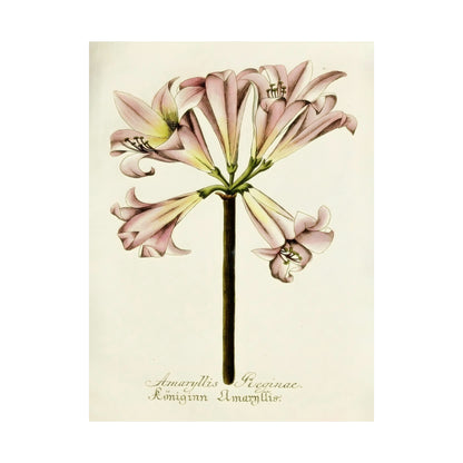 Amaryllis Reginae Flower Wall Print