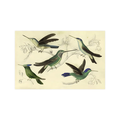 Antique Bird Prints